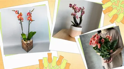 5 видов комнатных растений, которые легче всего выращивать :: myPlants