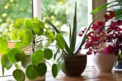 Какие комнатные растения купить себе и в подарок - Зеленая страна - Больше  идей для дома и сада