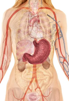 Сколько органов внутри человека и без каких можно жить? - 