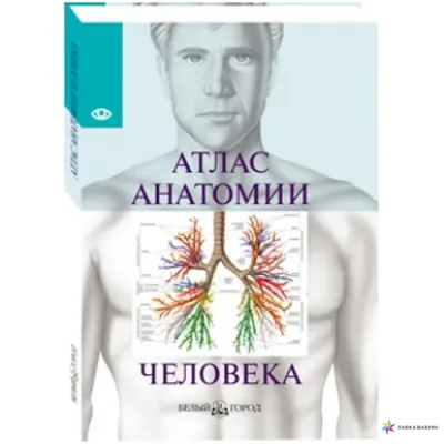 Каталог Книга "Атлас анатомии человека. Все органы человеческого тела" от  магазина Бизнес подарки+