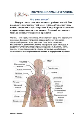 Чем опасен висцеральный жир?