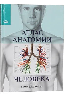 Иллюстрация 7 из 44 для Анатомия человека. Энциклопедия для детей -  Винченцо Гуиди | Лабиринт - книги. Источник: