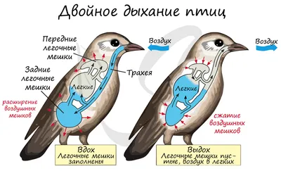 Класс птицы, подготовка к ЕГЭ по биологии