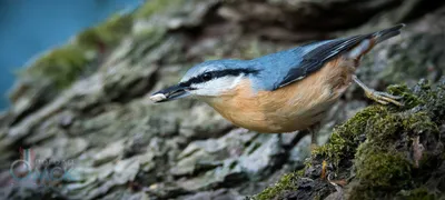 Отряд Куриные (Galliformes) | это... Что такое Отряд Куриные (Galliformes)?