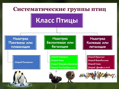 Класс Птицы: общая характеристика • Биология, Животные • Фоксфорд Учебник