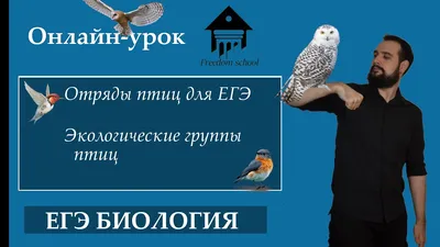 ВОРОБЬИНООБРАЗНЫЕ • Большая российская энциклопедия - электронная версия