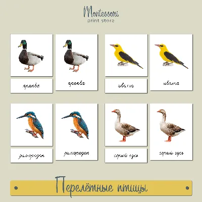 Когда в Москву возвратятся перелетные птицы