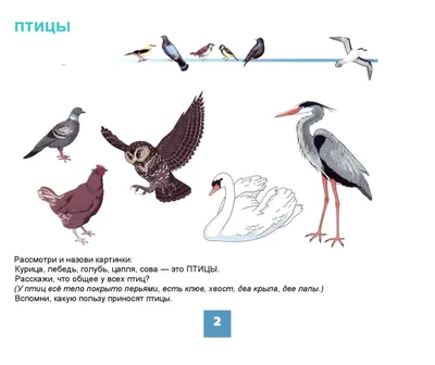 Демонстрационные картинки "Перелетные птицы" | Дефектология Проф