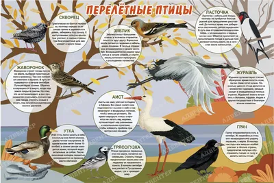 Перелетные птицы России. Обучающие карточки на картоне с познавательным  текстом купить по цене 160 ₽ в интернет-магазине KazanExpress