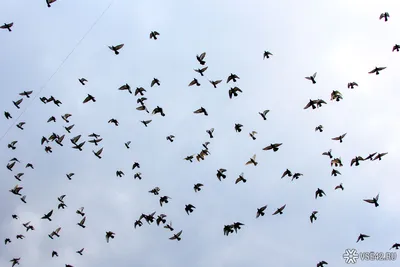 Перелетные птицы массово разбиваются об небоскребы в Нью-Йорке /  -  информационный сайт Кузбасса.