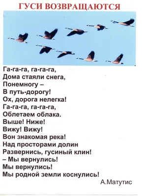 Зачем перелётные птицы всегда возвращаются на север? Они же могут остаться  на юге навсегда! | Пикабу