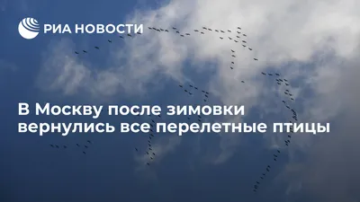 Татарстанцам рассказали, когда в республику вернутся перелетные птицы — НТР  24