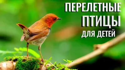 ФОТО и ВИДЕО читателя Delfi: Перелетные птицы не покинули Кохтла-Ярве -  Delfi RUS