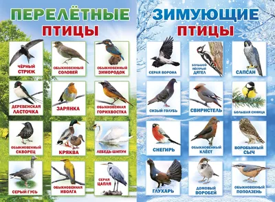 Набор карточек. Перелетные птицы. 16 раздаточных карточек 63х87 - купить с  доставкой по выгодным ценам в интернет-магазине OZON (713501311)