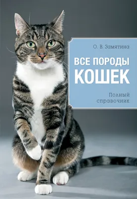 Английские породы кошек: особенности характера и ухода | Афиша Лондон