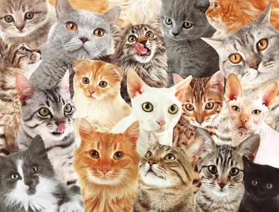 Книга Все породы кошек Ольга Замятина - купить, читать онлайн отзывы и  рецензии | ISBN 978-5-699-64773-6 | Эксмо