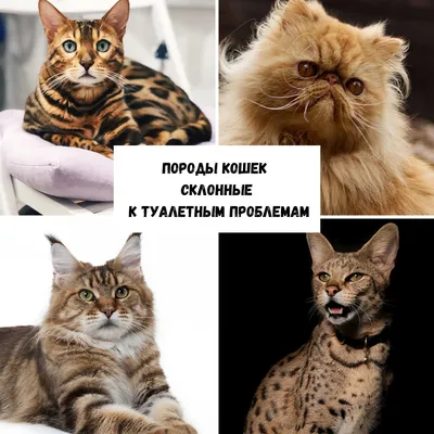 30 пород самых красивых 🐈 кошек в мире | Pet7