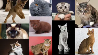 Самые добрые породы кошек: идеальные спутники с ласковым характером |  Женский журнал Клео | Дзен