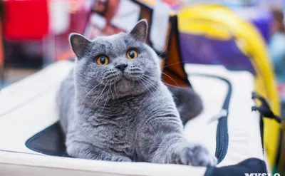 Все породы кошек — купить книги на русском языке в DomKnigi в Европе