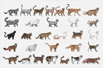Постер Породы кошек купить на стену в  недорого из каталога  интернет-магазина плакатов и панно
