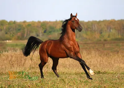 Забайкальская порода лошадей