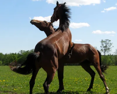 ИСТОРИЯ ПОРОДЫ. KWPN ИЛИ ГОЛЛАНДСКАЯ ТЕПЛОКРОВНАЯ | ESU Horses