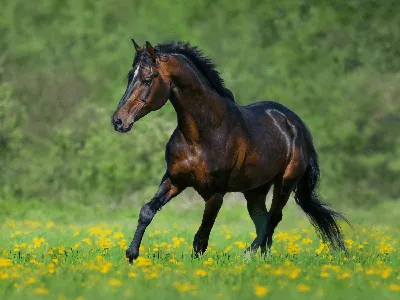 Породы лошадей: 🐎 названия, описание видов, характер, особенности, фото и  видео