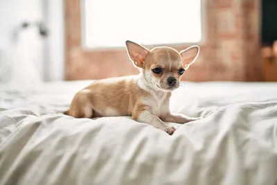 Топ 20 маленьких пород собак: название и фото. | Про домашних животных |  Дзен