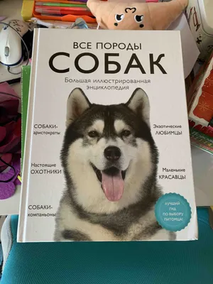 4 породы собак, которые могут надолго оставаться одни - BarberPet