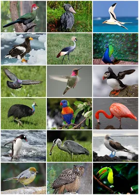 Все птицы мира картинки
