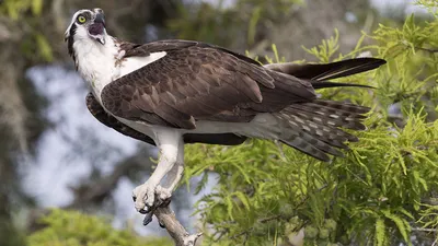 Птицы острова Хортица - Национальный заповедник "Хортица"