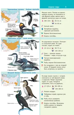 Какие перышки, какой носок: самые красивые птицы Воронежской области - 