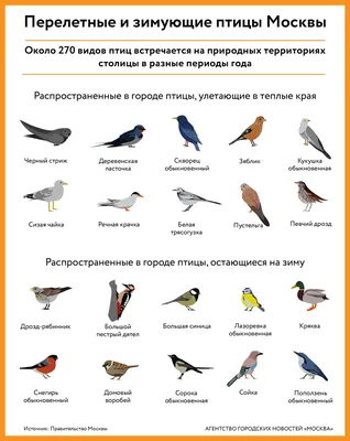 Мелкие птицы средней полосы россии - 51 фото