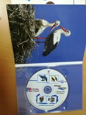 Все птицы из Красной книги России, которых мы встретили на Маныче | Птицы в  большом городе | Дзен