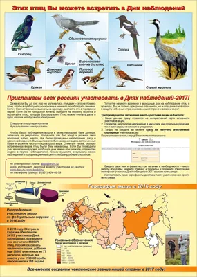 Четвертый очерк - отряд: Соколообразные Falconiformes