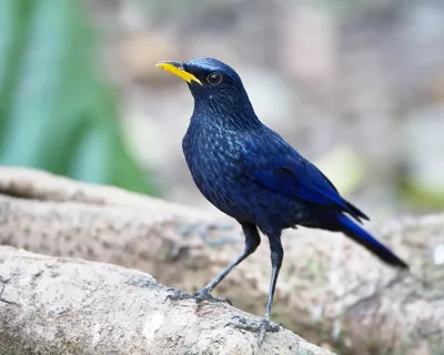 Тропические птицы в дебрях джунглей Амазонии - Ассоциация любителей птиц