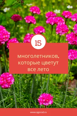 На фото ещё не все цветы! 😳 Вчера мои близкие одарили меня прекрасными  цветами, дома стоит такой шикарный запааах🌸💐🌹🌺🌷🌼 Спасибо большое… |  Instagram