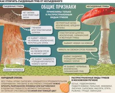 10 самых необычных грибов