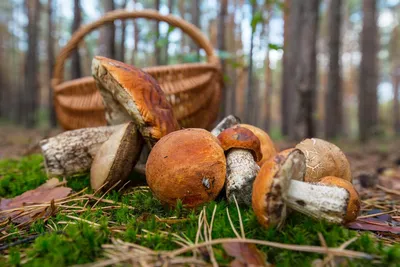 Если вы чувствуете яркий вкус, то, возможно, они ядовитые»: польза и  опасность грибов - Газета.Ru