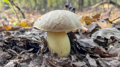 Какие грибы теперь нельзя собирать в России. И как они выглядят на фото |  РБК Life