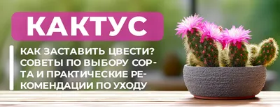 Кактусы