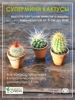 все растения на столе разные виды кактусов, картинки кактусов фон картинки  и Фото для бесплатной загрузки