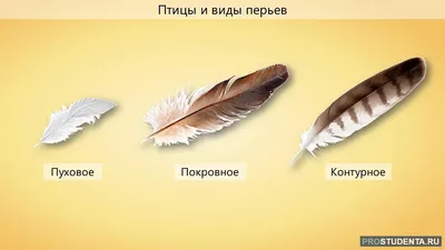 Как хранить перья и коллекционировать их? | Природа и экология |  annie_wild_life | Дзен
