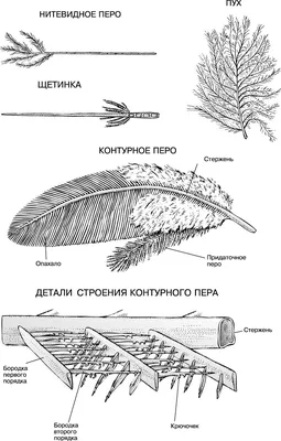 Морские птицы — Википедия