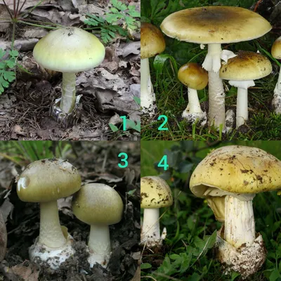 Какие съедобные грибы растут зимой в лесу? – DW – 