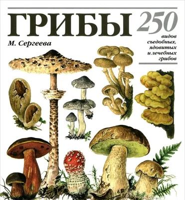 леса +в ростовской области грибы +съедобные грибы ростовской области фото  +и название