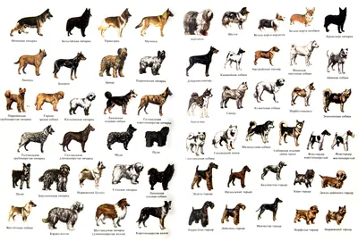 Породы собак с фото. Названия и виды | МосВет Помощь