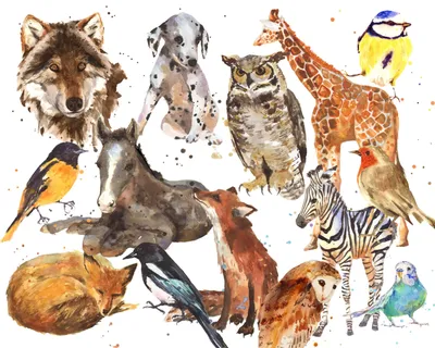 Отзывы на Обучающий набор «Весёлые животные»: животные и плакат, по  методике Монтессори (арт. 3665040)