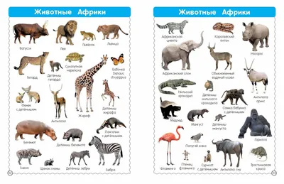 Все-все животные • Дмитриева В.Г., купить по низкой цене, читать отзывы в   • АСТ • ISBN 978-5-17-148371-5, p6672539