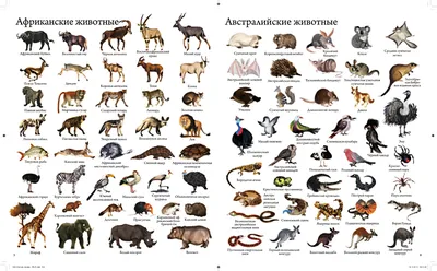 ЖИВОТНЫЙ МИР • Большая российская энциклопедия - электронная версия